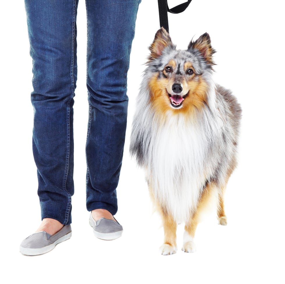 12 Easiest Dogs to Train - Shetland Sheepdogs 12 easiest dogs to train shetland sheepdogs