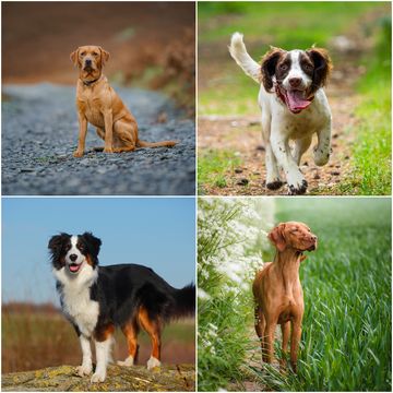 the most lovable dog breeds, according to a canine behaviourist