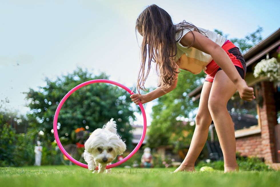 lovely caucasian girl training her white dog at home, because of quarantine crissi, cut maltese dog puppy