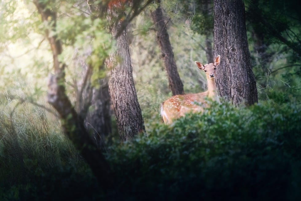 a lovely deer, like bambi