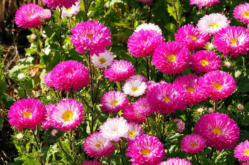 lovely fresh pink and white asters in the garden selective focus