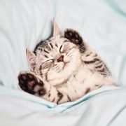 Lovely kitten on sleeping