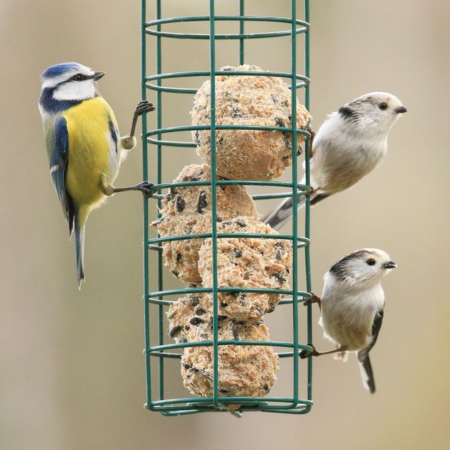 Low Angle View Of Birds On Feeder Outdoors