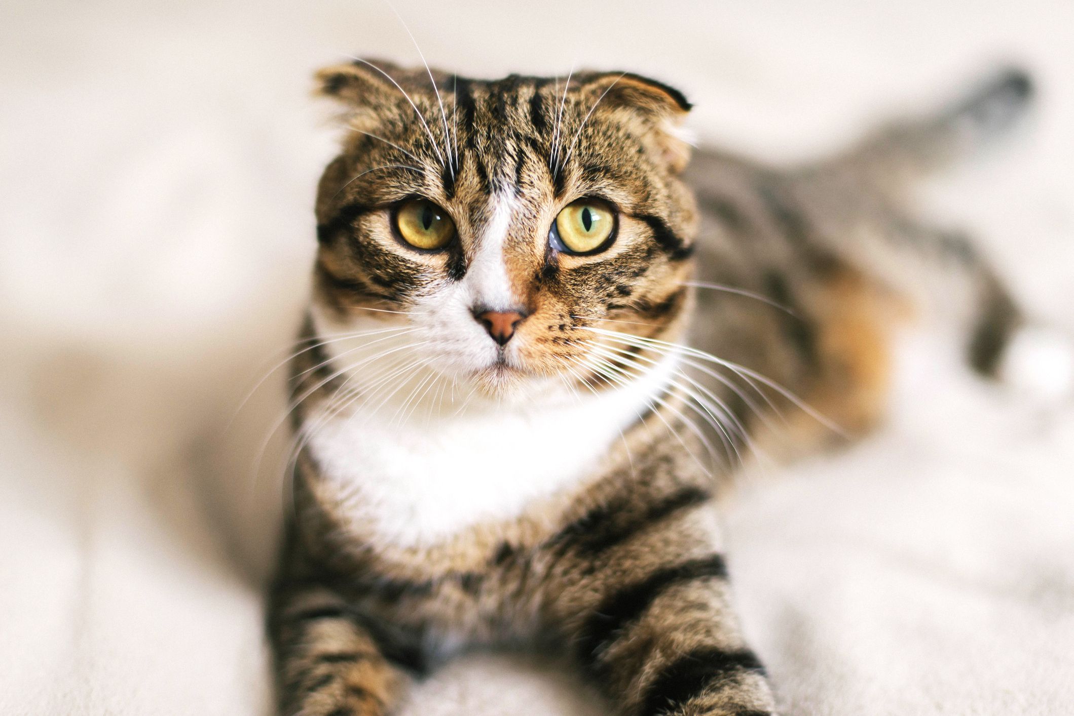 The Friendliest Cat Breeds That Make Great Pets