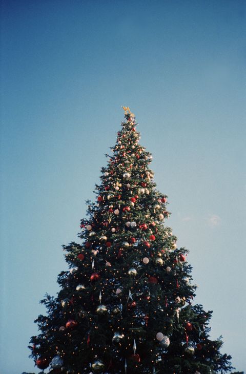 christmas facts tallest christmas tree