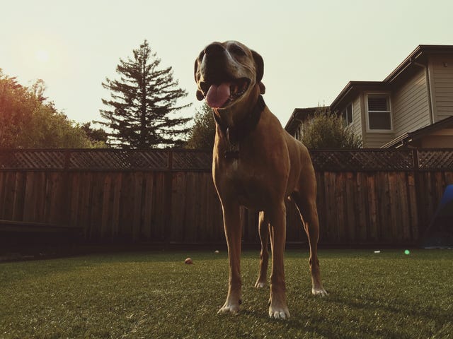 Low Angle View Of Dog Standing in Garden