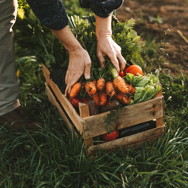 low angle view of farmer vegetables on field