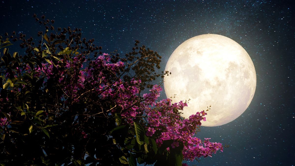 How to See the Pink Moon Shine This Weekend