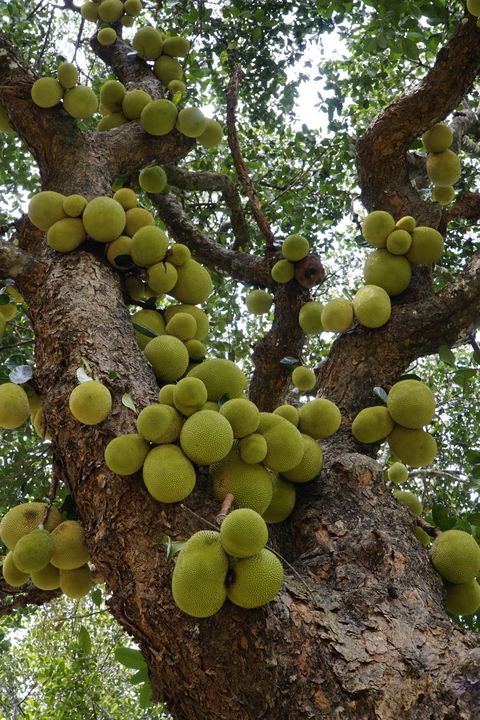 Low Angle View Of Jackfruit Hanging On Tree
