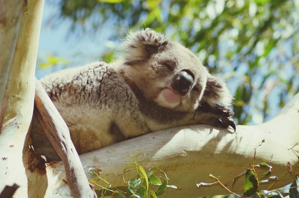 low angle view of koala sleeping on tree