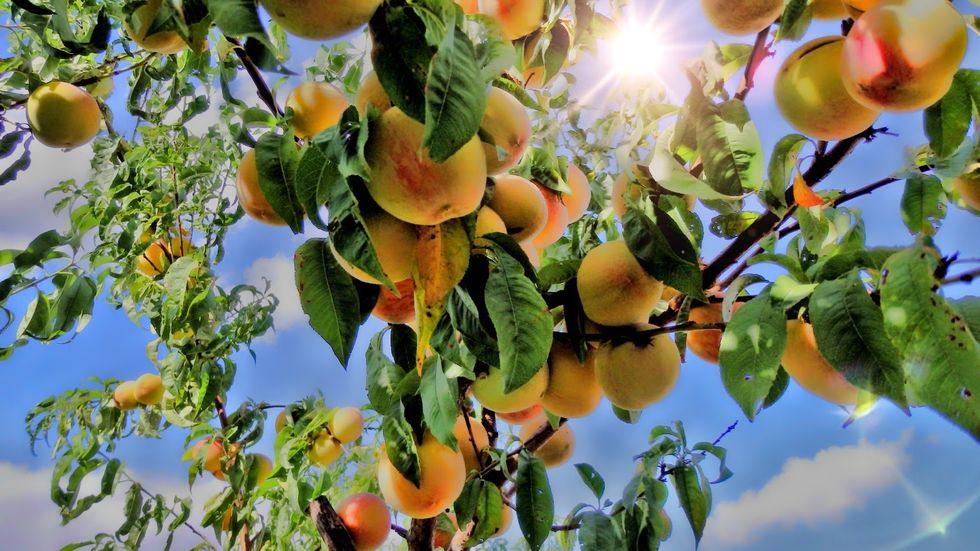 low angle view of mangoes on tree against sky