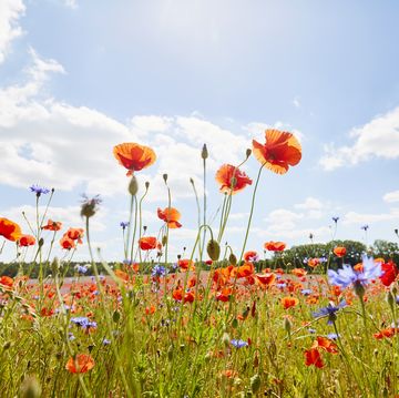 low angle view of poppies and cornflowers in summer