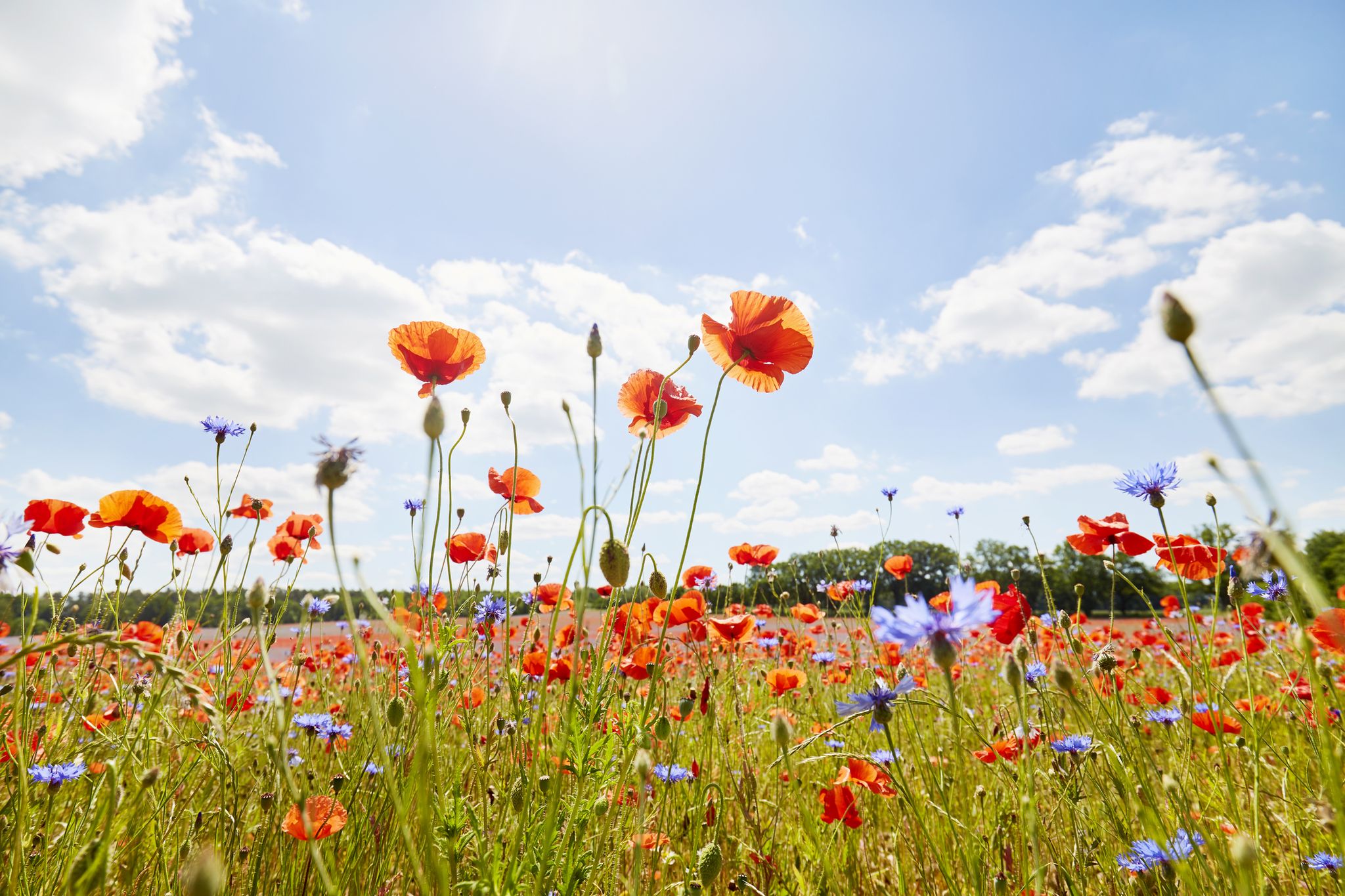 low angle view of poppies and cornflowers in summer