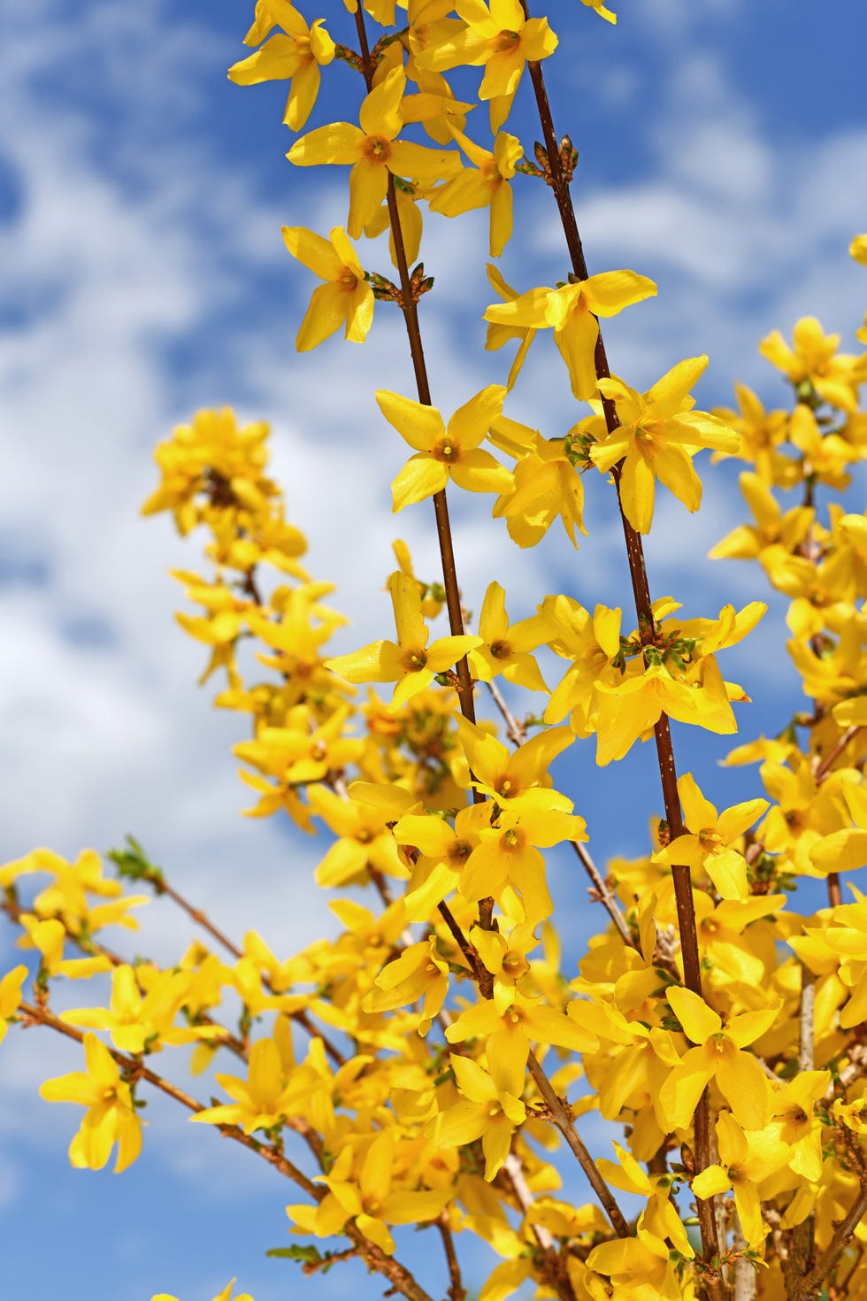 Drought-resistant shrub Forsythia