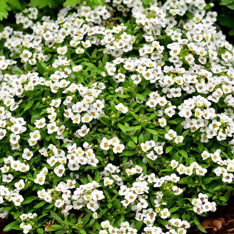 alyssum: a low growing flowering plant with sweet smelling flowers