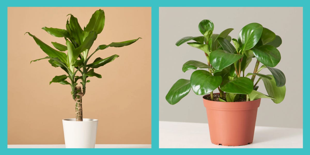 Best low-light indoor plants