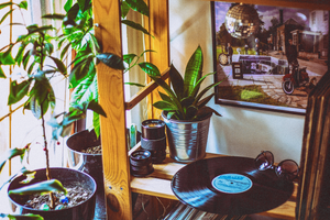 low light indoor plants