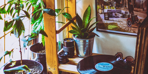 low light indoor plants