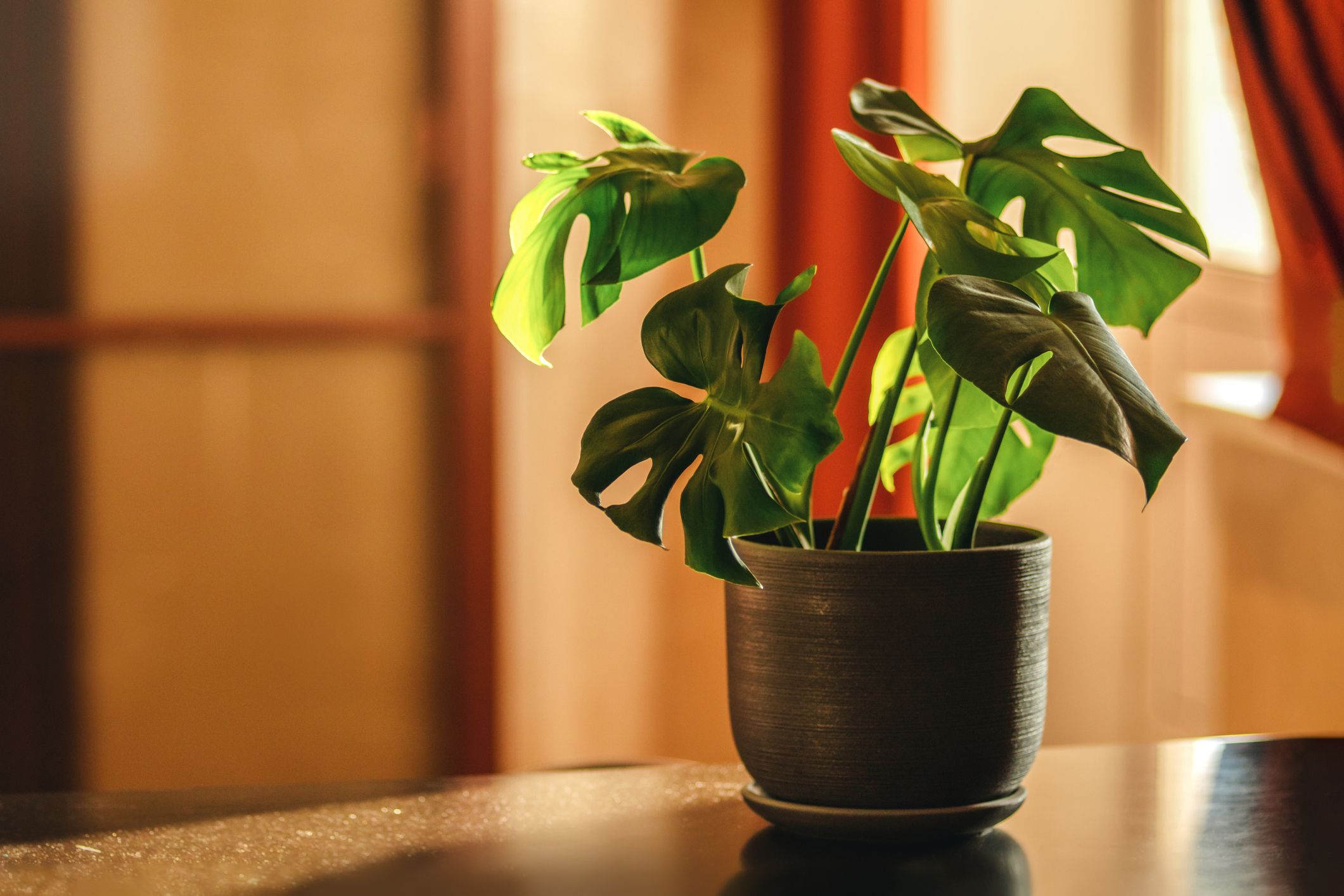 Best low-light indoor plants