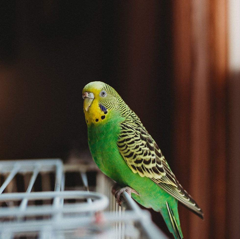 low maintenance pets, green and yellow female parakeet sitting on cage and looking at camera