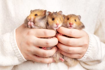 low maintenance pets, three hamsters in hands