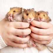 low maintenance pets, three hamsters in hands