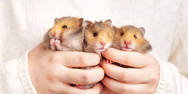 Ontario Hamster Club - Lifespan of a hamster Hamsters, as we know