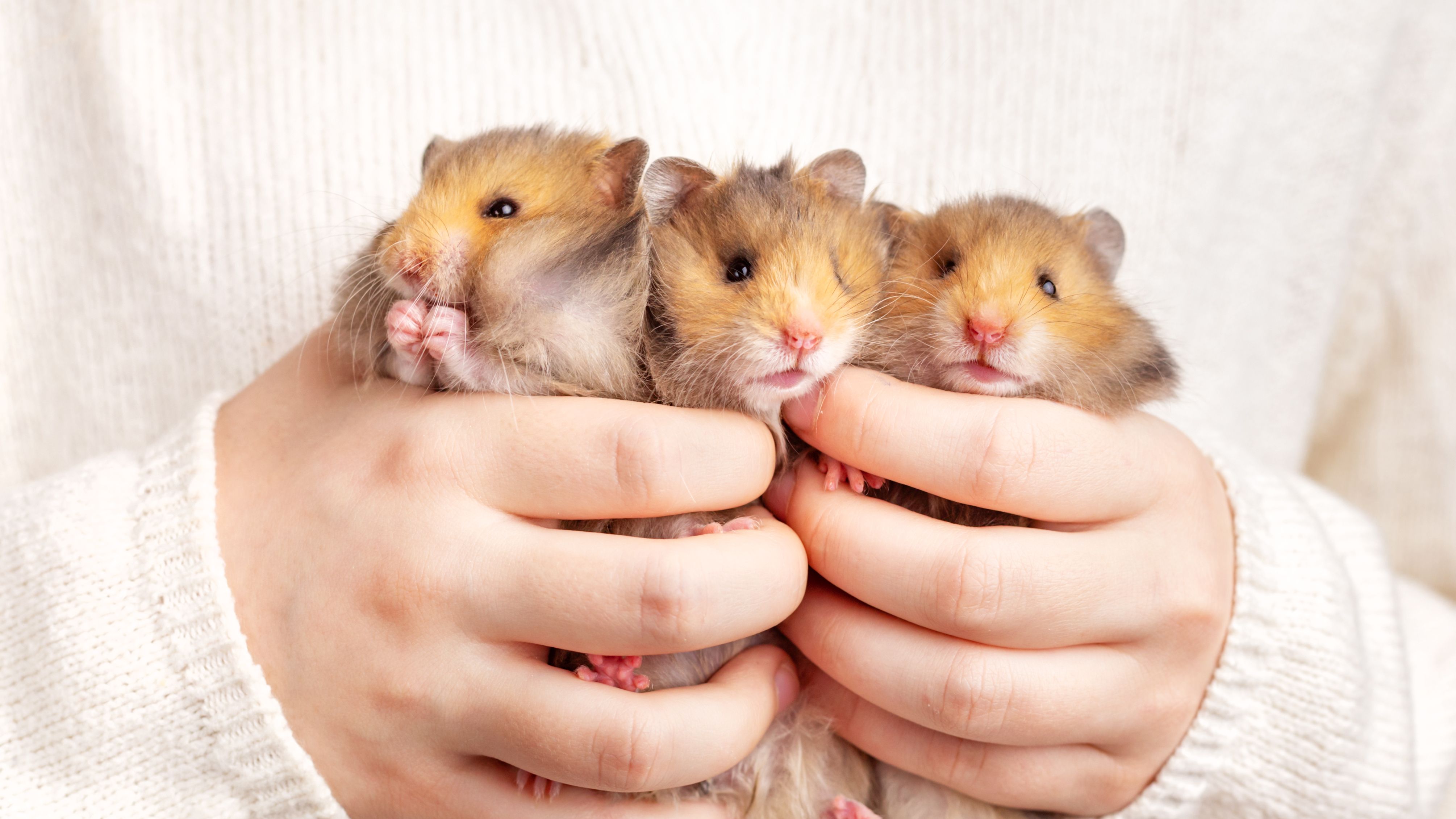 What to consider before buying your child a hamster