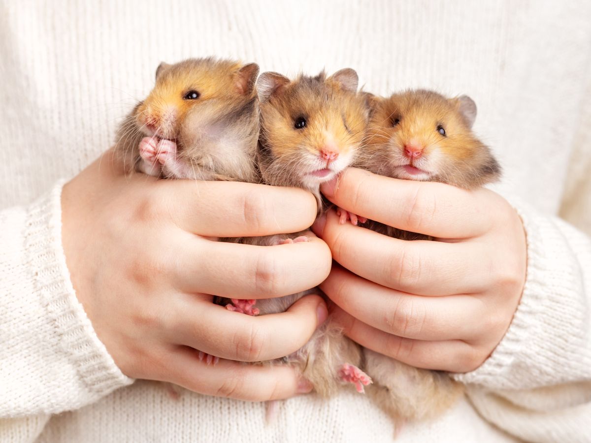 Does your hamster need a friend?