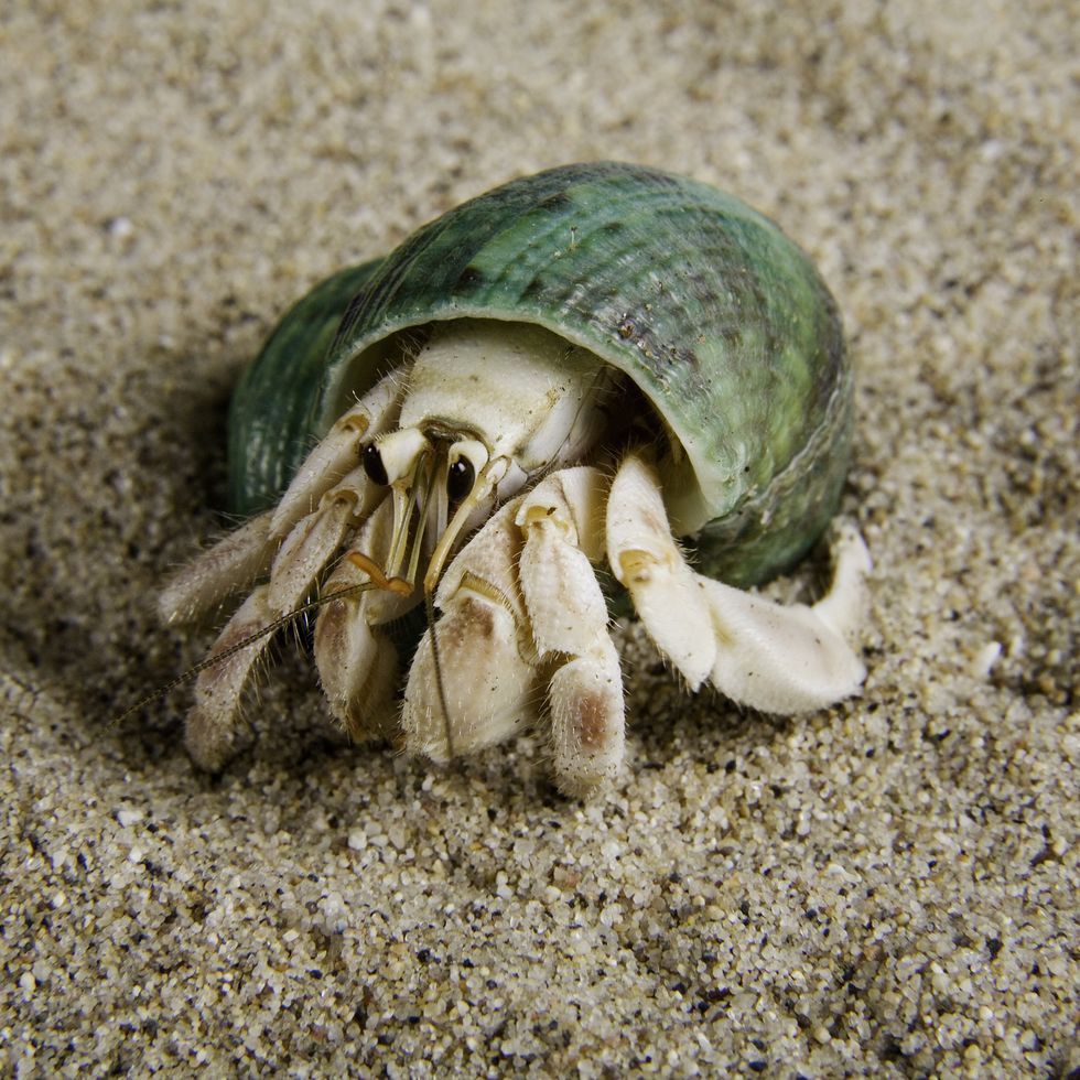 green hermit crab in sand, low maintenance pet