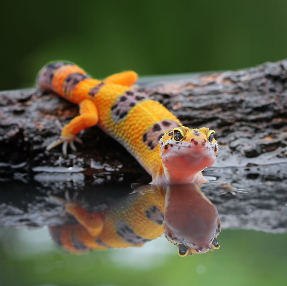 low maintenance pets, leopard gecko in water