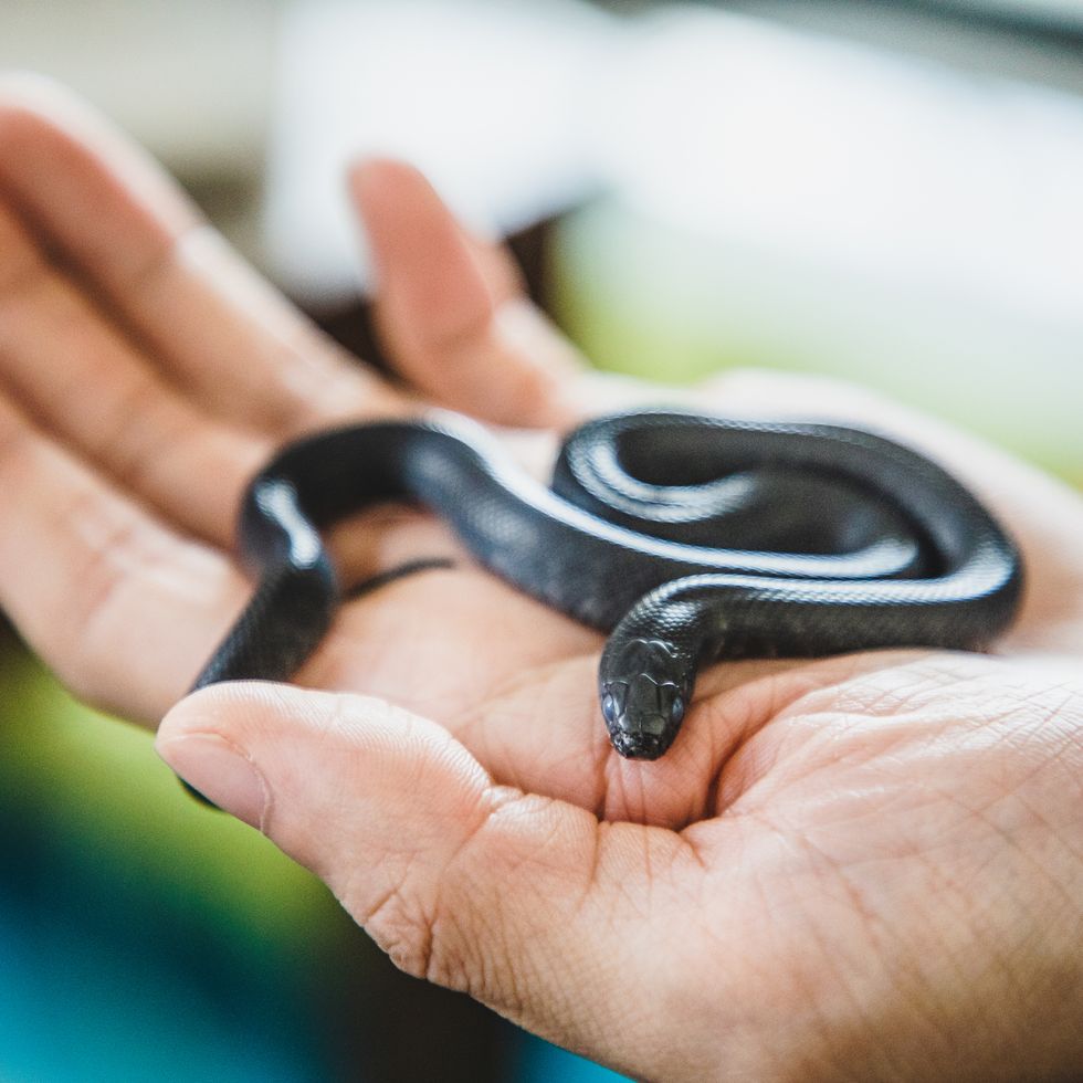 holding a black snake in hand, low maintenance pet snake