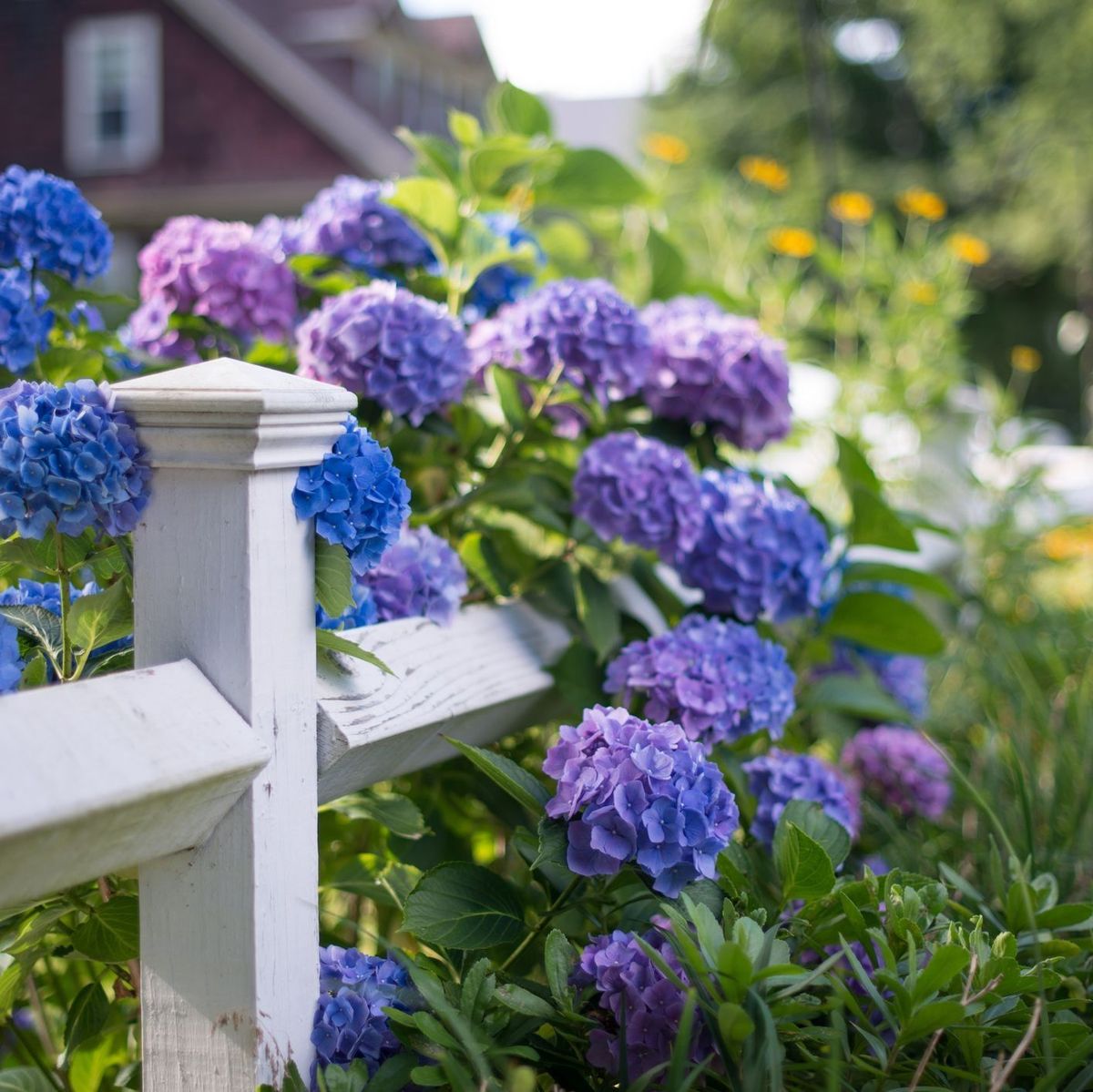50 of the Most Popular Flowers to Grow