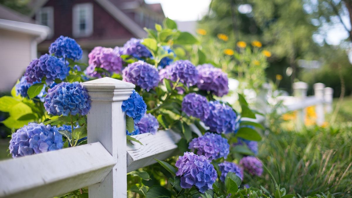 24 Best Low-Maintenance Flowers and Plants Outdoors