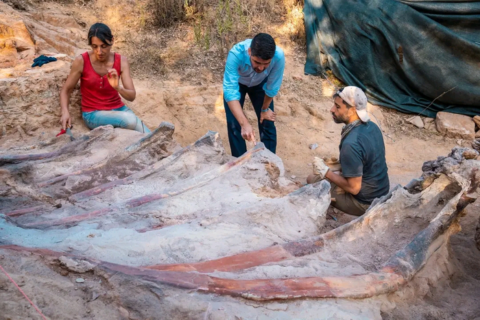 the excavation campaign at the monte agudo paleontological site  in pombal, portugal resulted in the extraction of part of the fossilized skeleton of a large sauropod dinosaur
