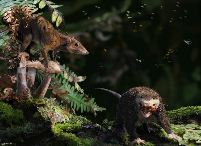 de vroege zoogdieren dryolestes en haldanodon
