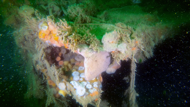 This World War II Shipwreck Is Leaking Toxins Into the Ocean