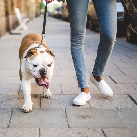 low section of woman walking with english bulldog on sidewalk
