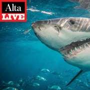 Alta Live: Shark Lab alta live shark lab