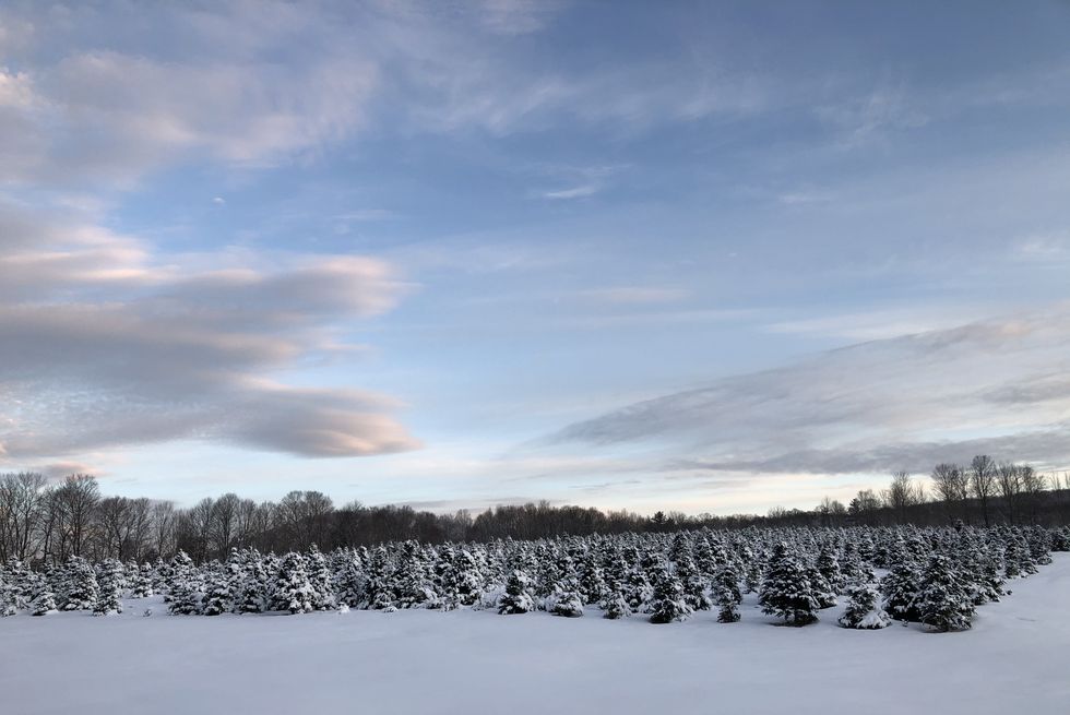 50 Best Christmas Tree Farms in America