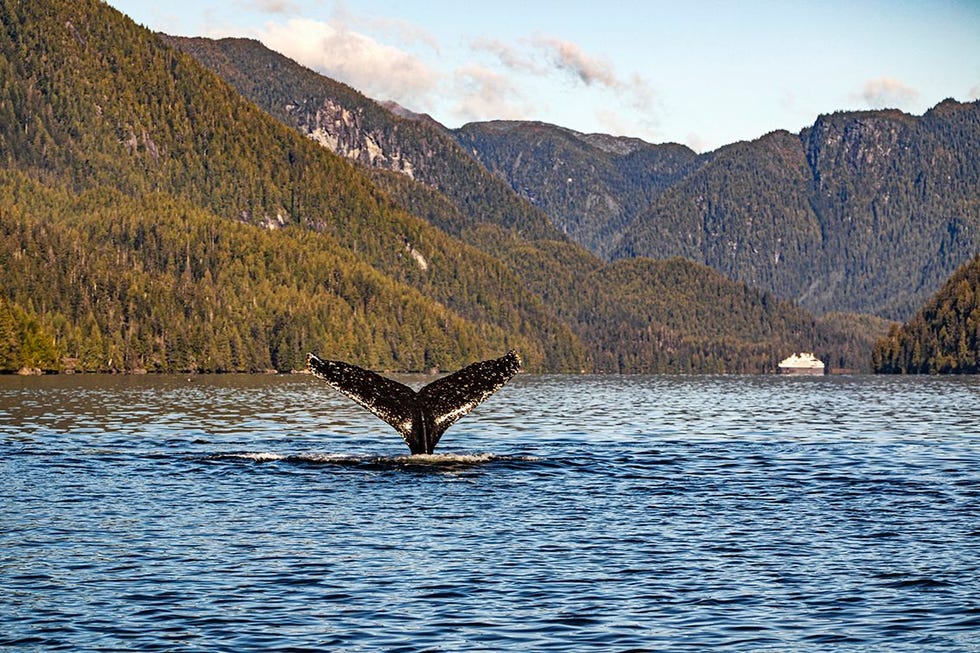 Een bultrug in de Klekane Inlet in het Princess Royal Channel voor de kust van British Columbia Canada