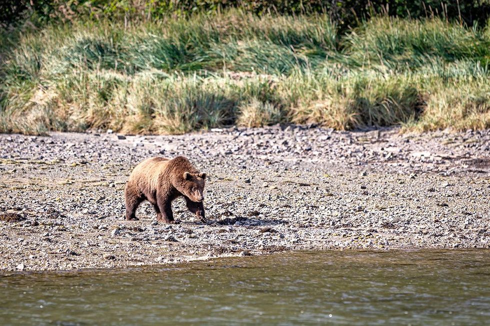 Een bruine beer in Geographic Harbor