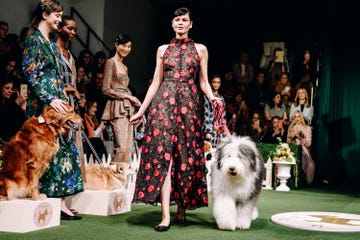 Dog, Vertebrate, Mammal, Canidae, Dog breed, Fashion, Conformation show, Tibetan terrier, Carnivore, Kennel club, 