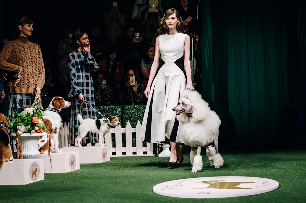 Conformation show, Fashion, Dog, Dress, Canidae, Gown, Kennel club, Companion dog, Wedding dress, Event, 