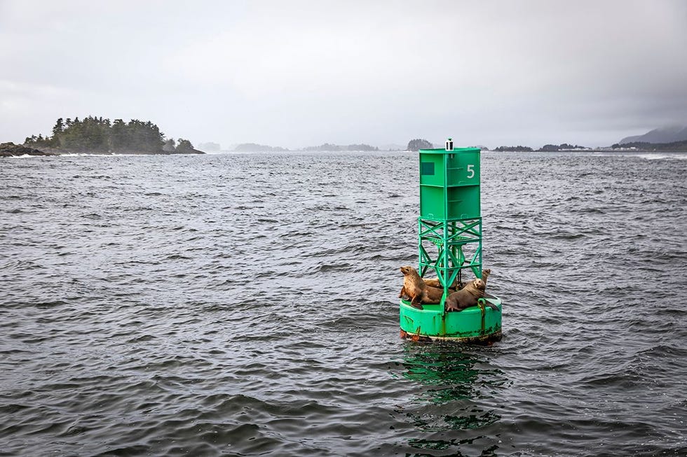 Stellerzeeleeuwen hebben een bijzondere rustplaats gevonden in de haven van Sitka