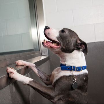 Battersea Dogs Home's Long Stay Dogs