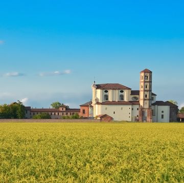 'lucedio' abbey surrounded by golden rice fields or paddies