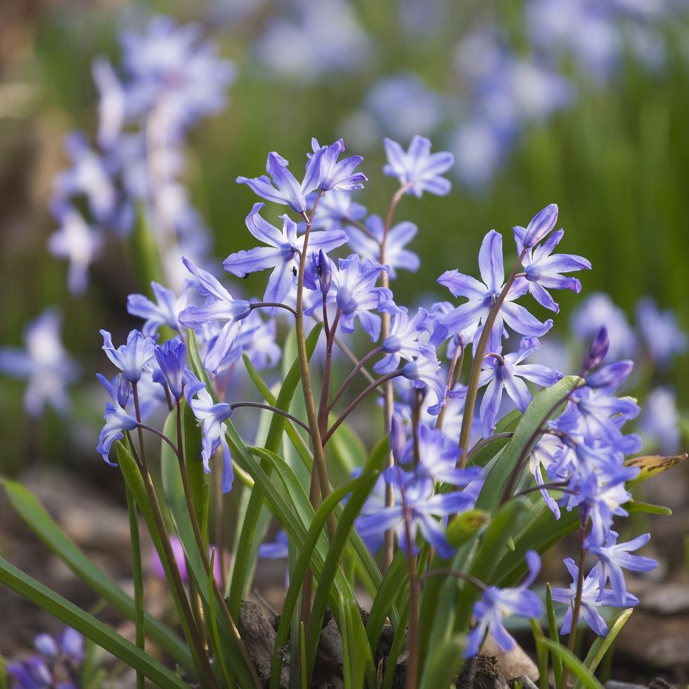 10 Winter Flowering Plants for Inside and Around Your Home