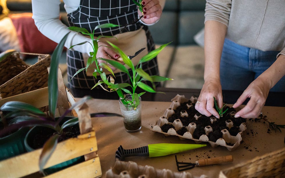 lucky bamboo plant in a home