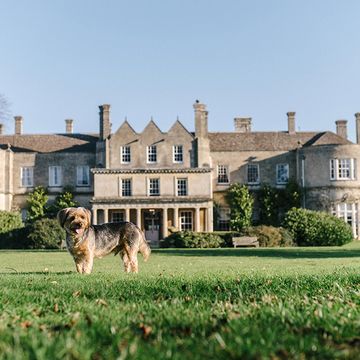 lucknam park   wiltshire's top pet friendly hotel for dog lovers in the cotswolds